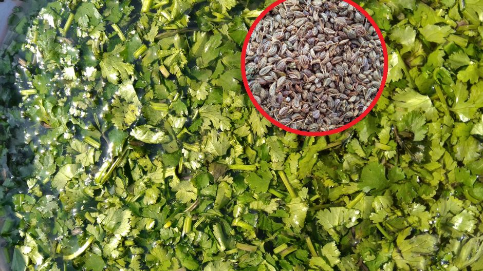 Badacze ujawnili trujące właściwości pietruszki. Ale tylko jedna część rośliny jest toksyczna