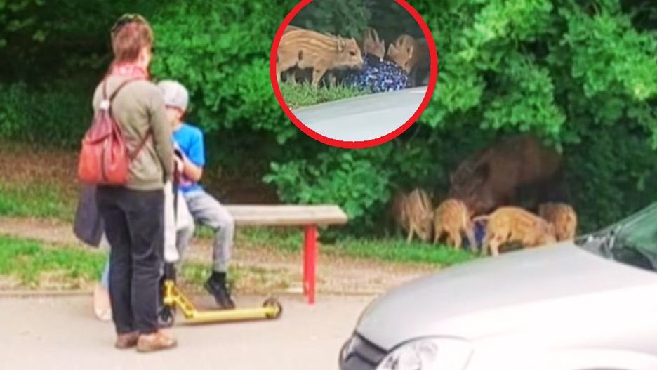 Dzik ukradł dziecku plecak. Świadkom zdarzenia zabrakło wyobraźni