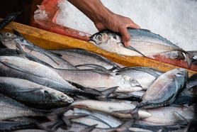 Ryby dzikie czy hodowlane? Ekspert wyjaśnia, jakie ryby warto jeść, a których lepiej nie kupować