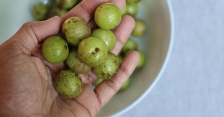 Najważniejsza roślina lecznicza. Zbija cholesterol, chroni przed cukrzycą i rakiem wątroby