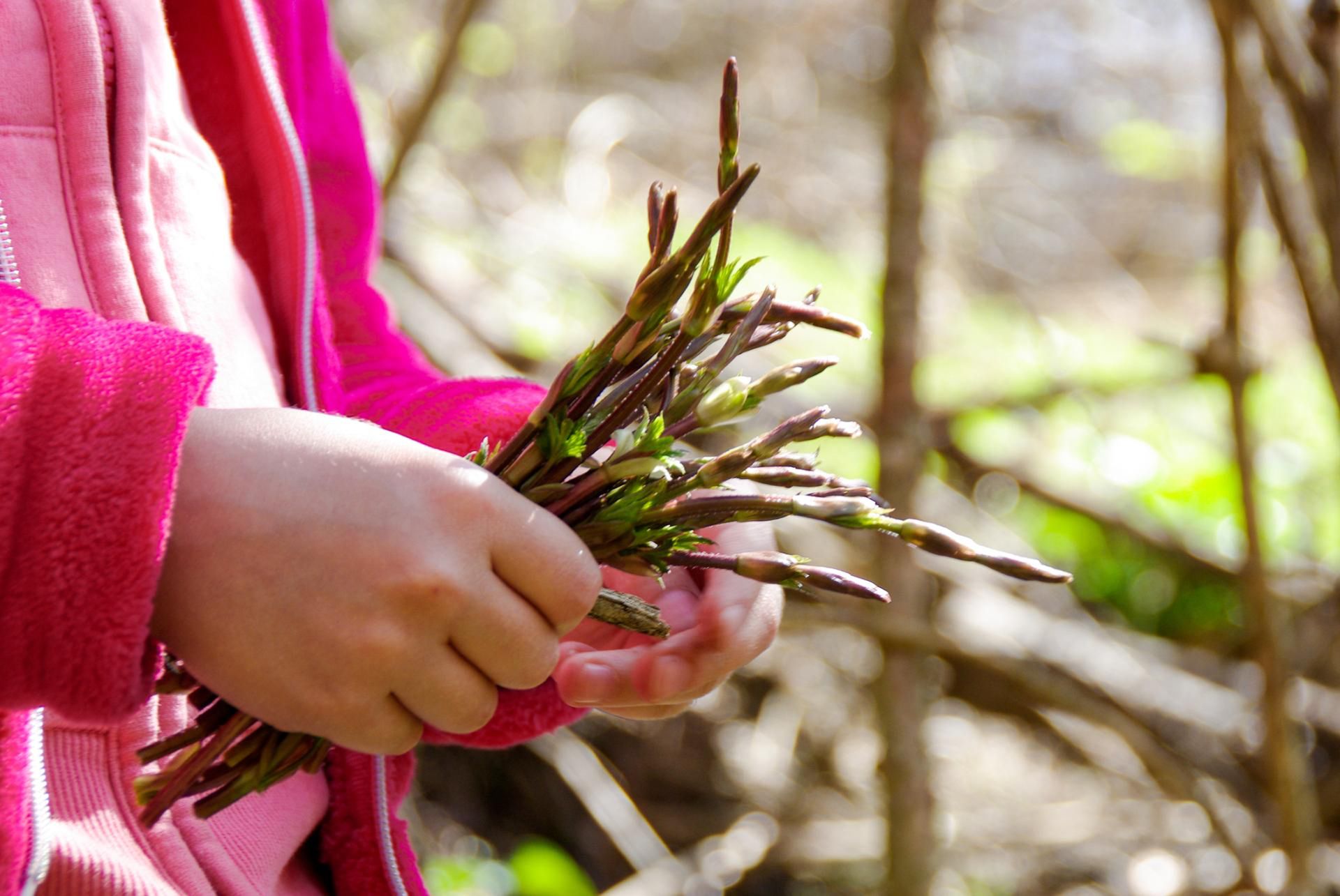 Pędy chmielu mogą kosztować krocie