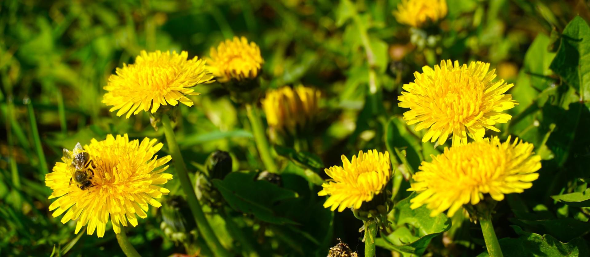 Miód z mniszka lekarskiego pomaga na wiele dolegliwości