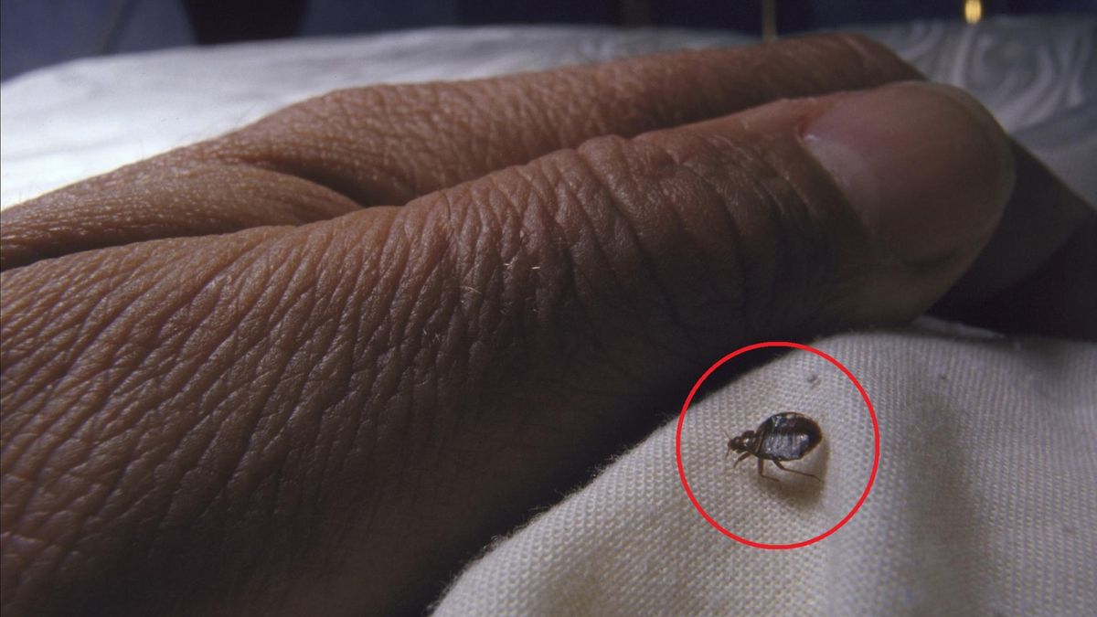 Pluskwy. Coraz większa obecność szkodników może mieć związek ze sprowadzaniem z zachodu używanej odzieży