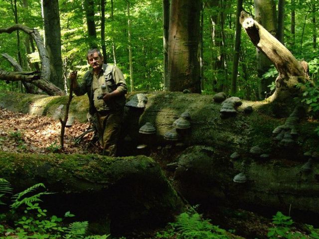 Kazimierz Nóżka, leśnik z Nadleśnictwa Baligród, opowiada o bezpieczeństwie w lesie