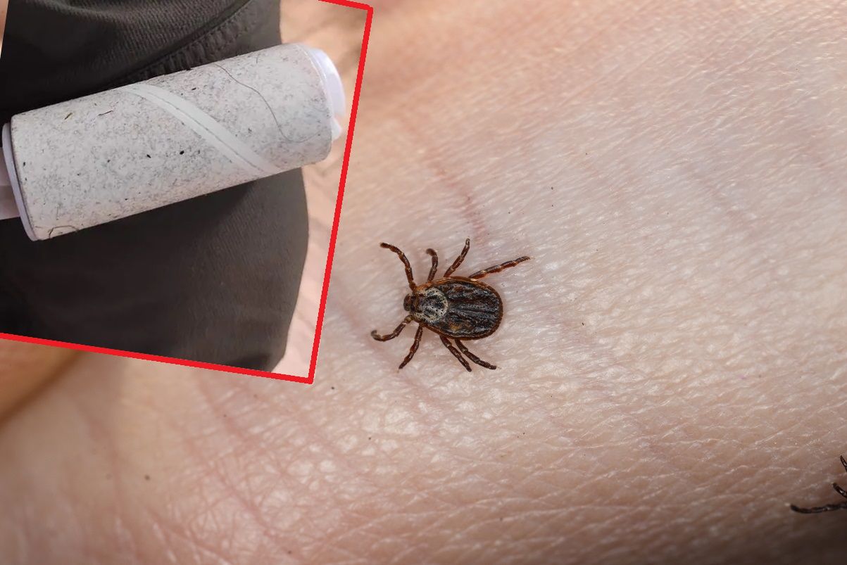 Tani i prosty sposób na pozbycie się kleszczy z ubrań. Leśnik dzieli się trikiem