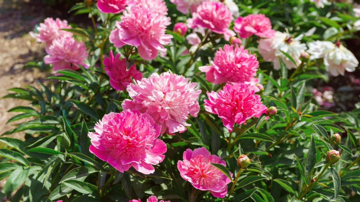 W jakim towarzystwie sadzić piwonie? Ma to duże znaczenie