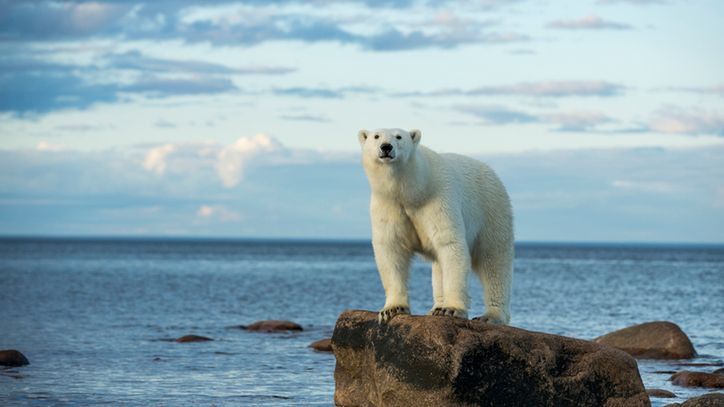 Niedźwiedź polarny. Jak wygląda, czym się żywi i czy jest zagrożony wyginięciem?