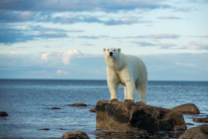 Niedźwiedź polarny. Jak wygląda, czym się żywi i czy jest zagrożony wyginięciem?