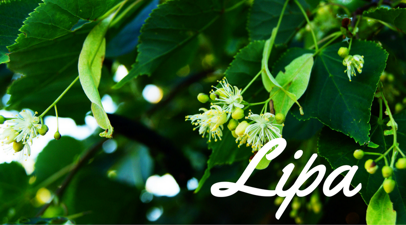 Zdrowotne właściwości lipy