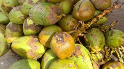 Kokos - owoc o niezwykle wielu zastosowaniach