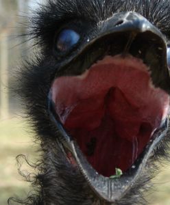 Great Emu War - australijska wojna z emu