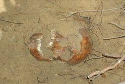 Skazany na śmierć za słuchanie radia. Mord sądowy Stefana Półrula