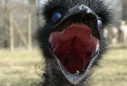 Great Emu War - australijska wojna z emu