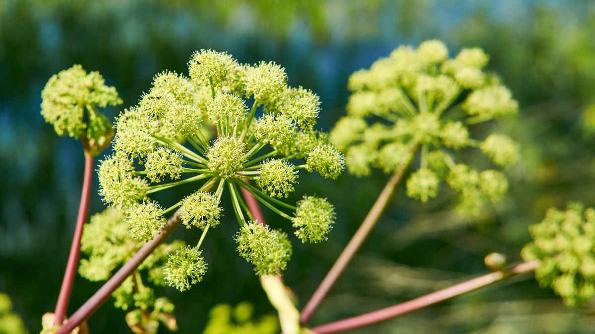 Arcydzięgiel wykazuje działanie przeciwbólowe i przeciwbakteryjne.