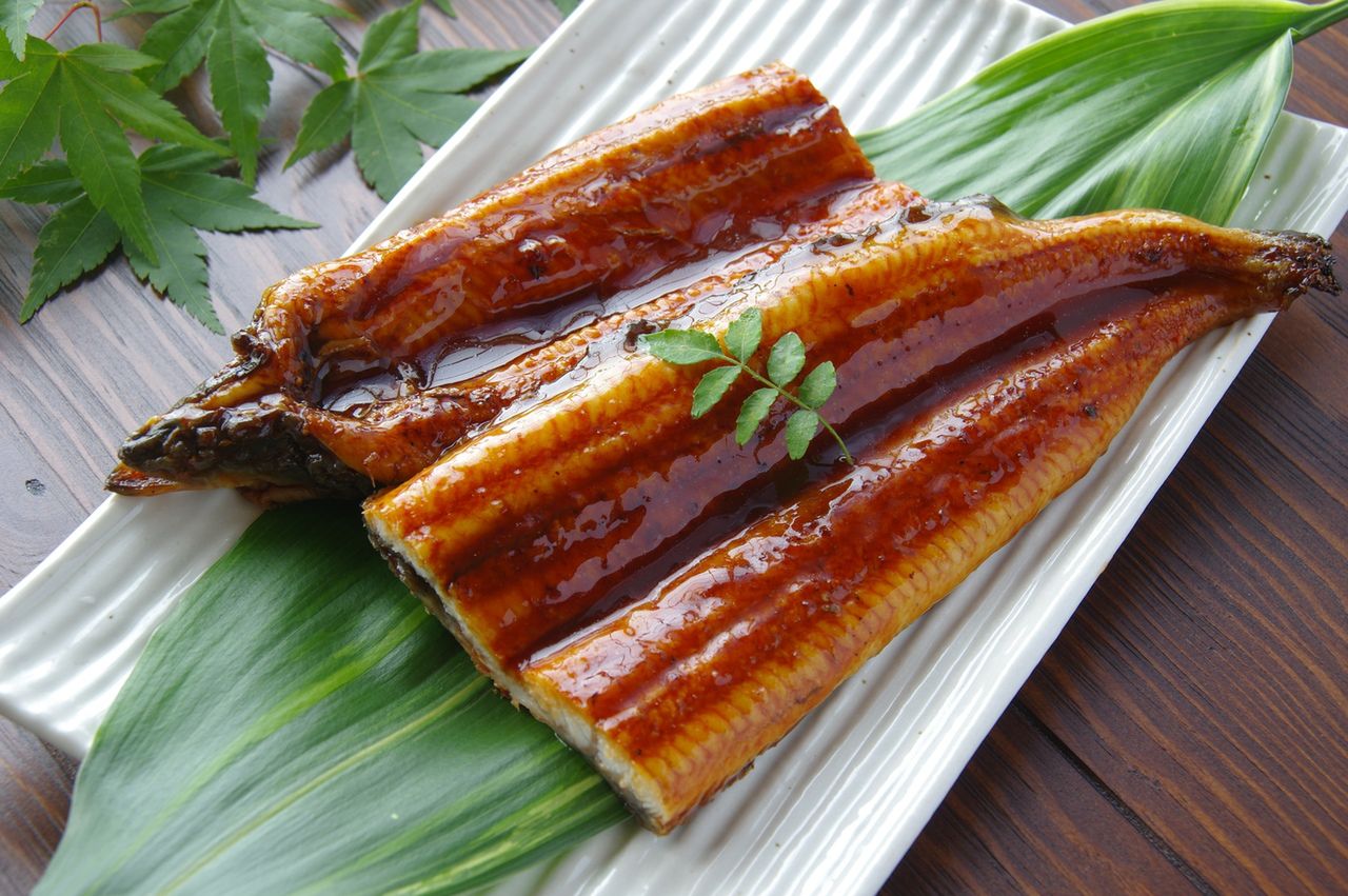 Węgorz europejski – wygląd, występowanie, właściwości