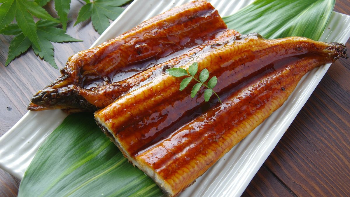 Węgorz europejski to ryba wędrowna.