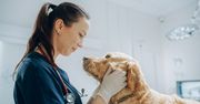 Hejt boli. Weterynarze zasługują na wsparcie, nie krytykę