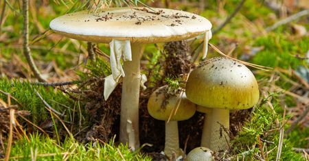 Zatrucie grzybami. Matka i syn w bardzo ciężkim stanie