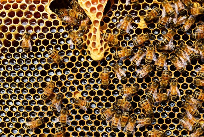 Apiterapia to terapia produktami pszczelimi.