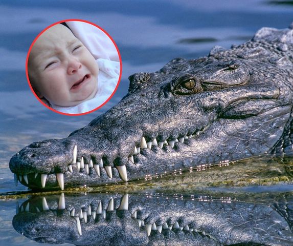 Reakcja krokodyli na płacz niemowląt