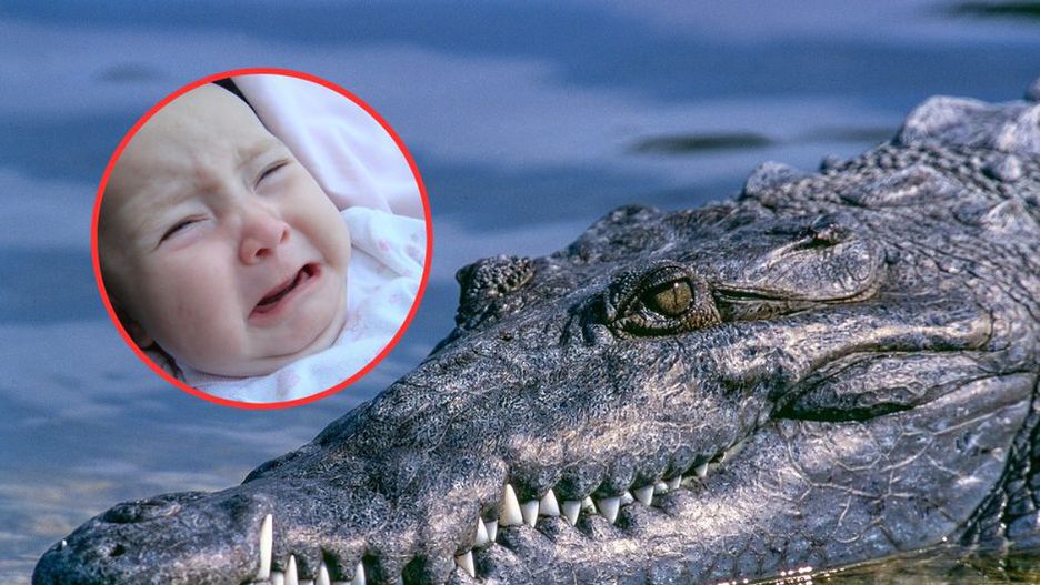 Reakcja krokodyli na płacz niemowląt