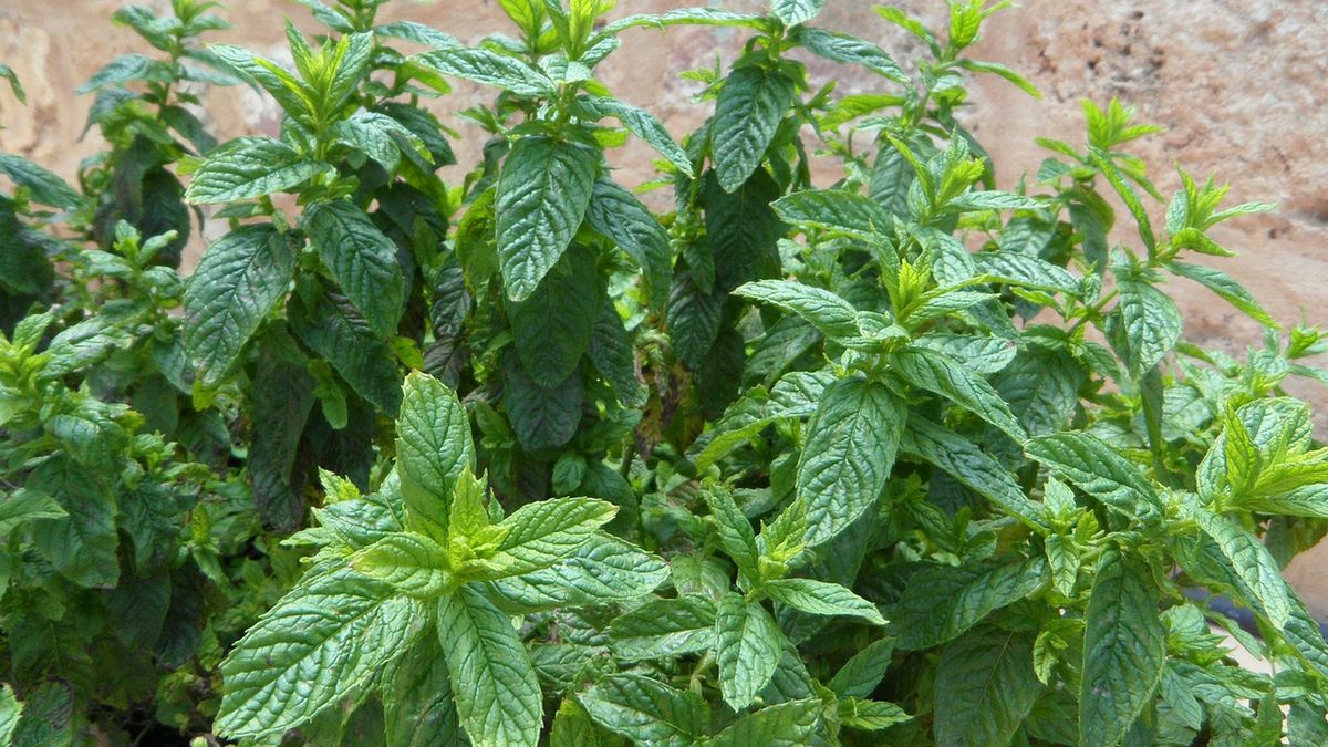 Właściwości ziół