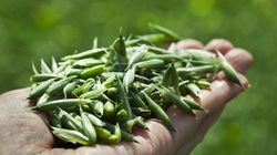 Nalewka z ziela owsa na stres i przemęczenie