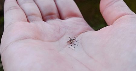 Nowa broń na komary. Ma działać w 10 minut