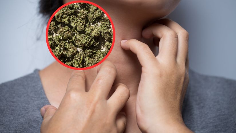 Pięć lat badań ujawnia. Tym grozi długotrwałe palenie marihuany