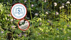 Popularny ziołowy lek wycofany z aptek. Stanowcza decyzja GIF