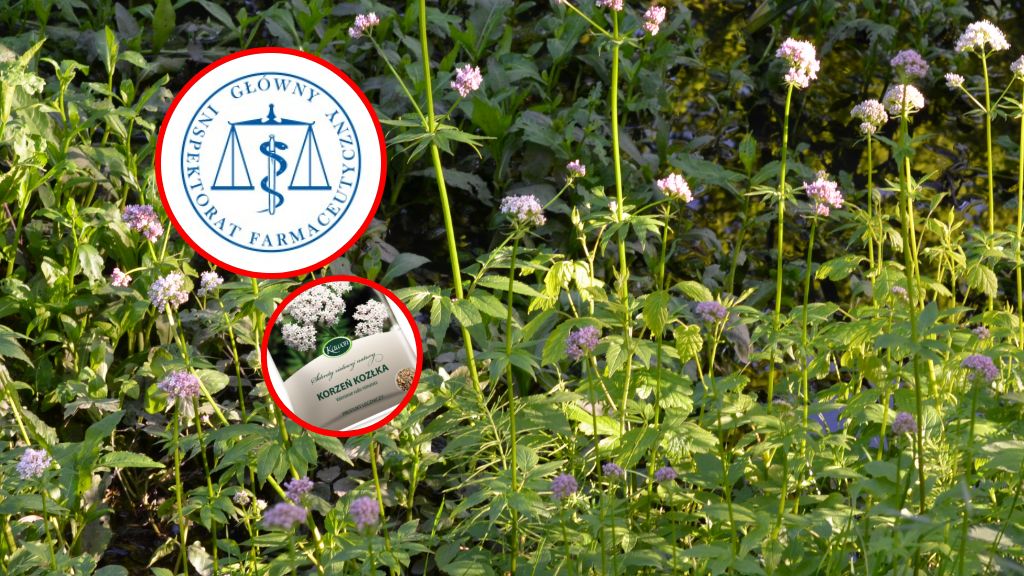 Popularny ziołowy lek wycofany z aptek. Stanowcza decyzja GIF