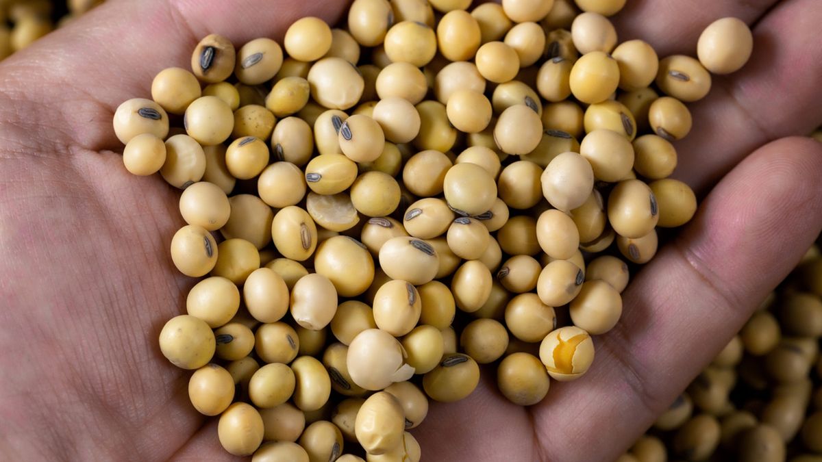 Fitoestrogeny obecne są przede wszystkim w soi