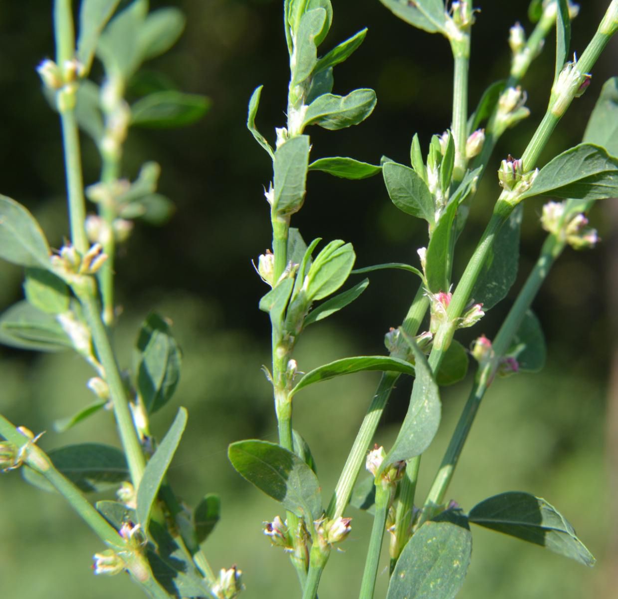 Rdest ptasi – właściwości, stosowanie i środki ostrożności