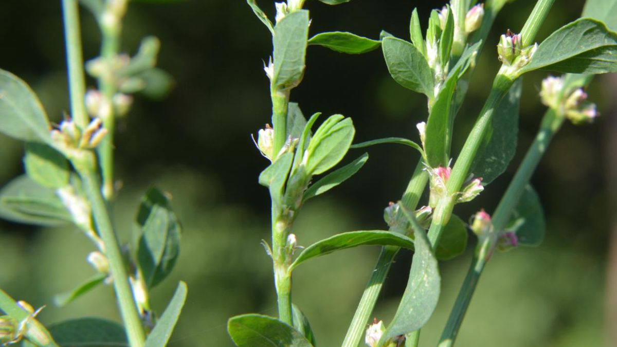Rdest ptasi to roślina o właściwościach leczniczych.