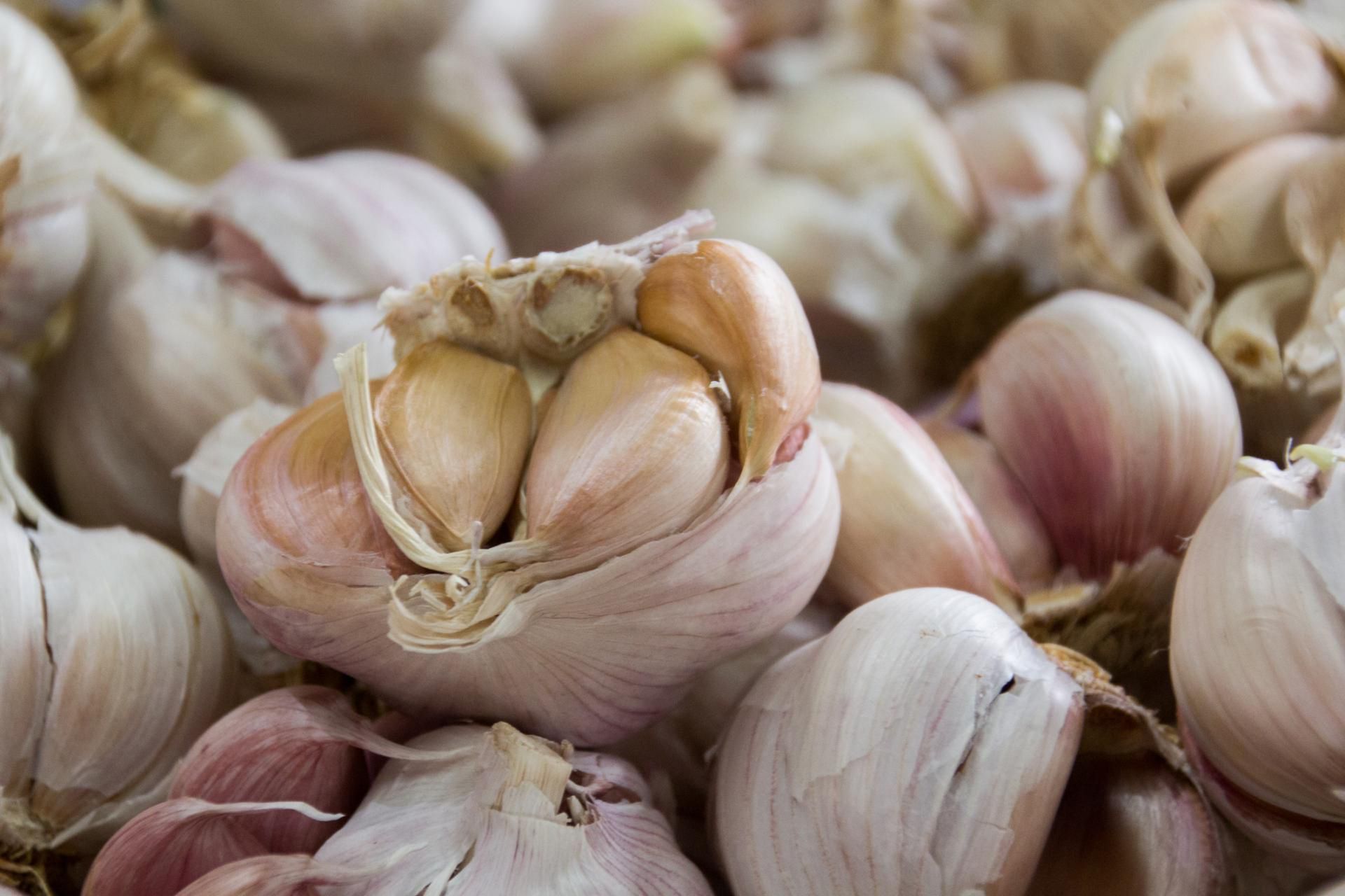 Czosnek to źródło zdrowia, ale nie dla każdego