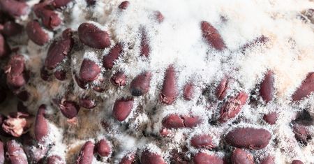 Tych warzyw lepiej unikaj. Mogą poważnie uszkodzić wątrobę