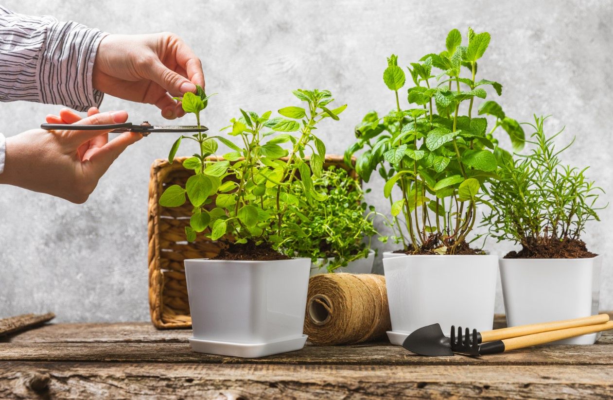 Lebiodka majeranek – właściwości lecznicze, działanie i zastosowanie