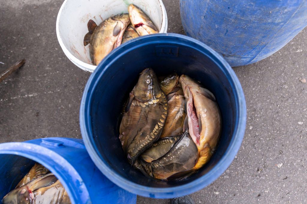 Dietetycy nieszczególnie cenią karpia