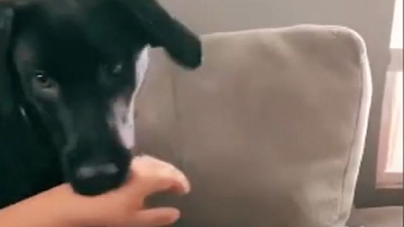 Zwierzę pilnuje dziecka