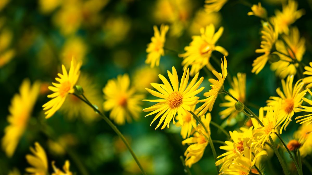 Arnika górska to gatunek rośliny o wielu prozdrowotnych właściwościach.