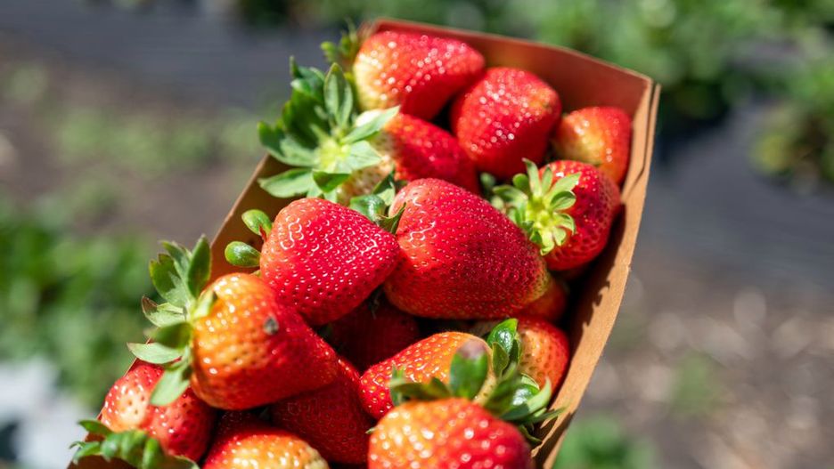 Po tym rozpoznasz uczulenie na truskawki. Objaw bywa ignorowany