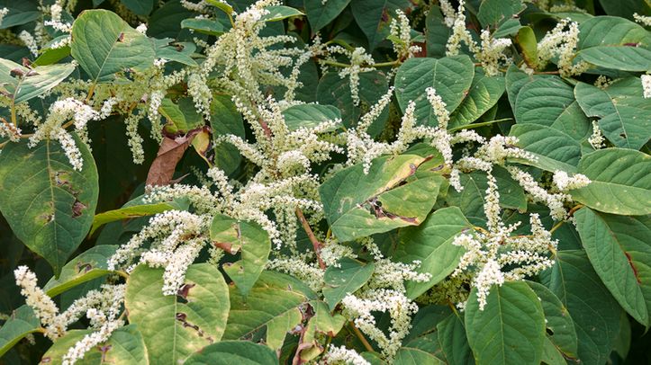 Ta roślina zagraża ekosystemowi. Lepiej na nią uważać