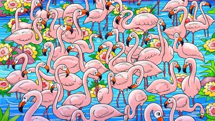 Masz 10 sekund, by znaleźć dziewczynkę wśród flamingów