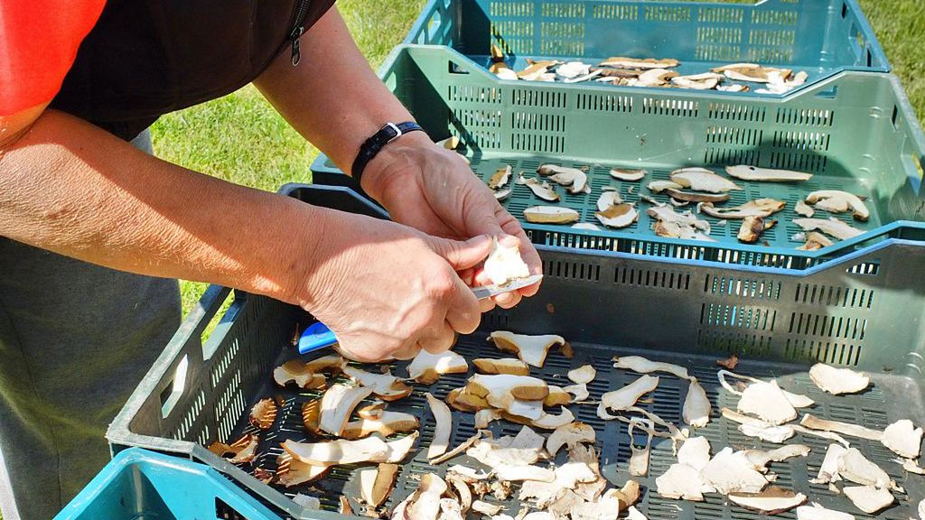 Tych grzybów nigdy nie susz. Szybko pożałujesz