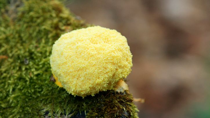 "Masło czarownicy" może być niebezpieczne. Lepiej na nie uważać