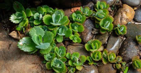Żyworódka pierzasta (kalanchoe) – zastosowanie, właściwości lecznicze, maść, uprawa
