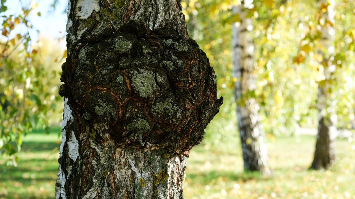 Błyskoporek podkorowy (chaga) to grzyb pasożyt występujący w lasach liściastych.
