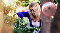 Wysyp kleszczy. Ekspertka zdradza, co szczególnie je odstrasza