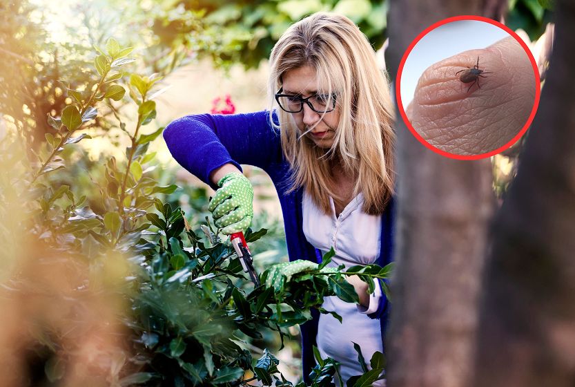 Wysyp kleszczy. Ekspertka zdradza, co szczególnie je odstrasza