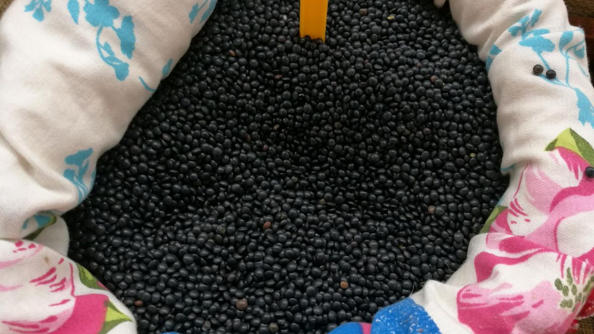Nazwa "Beluga" nawiązuje do czarnego kawioru, który wyglądem przypomina ziarna soczewicy